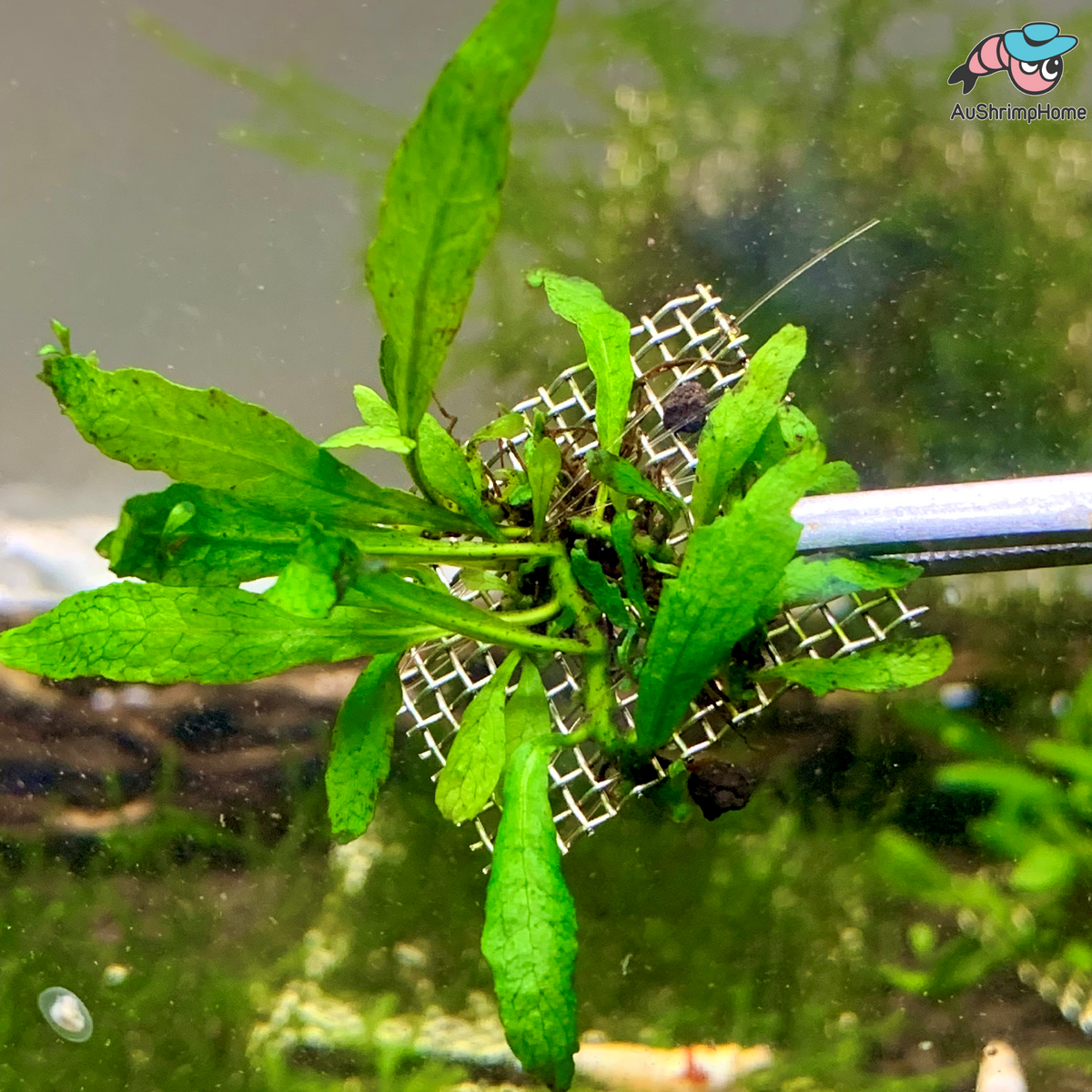 True Micro Java Fern Micro Java Fern | Mini Java Fern Aquatic Plant Australia | AuShrimpHome ...