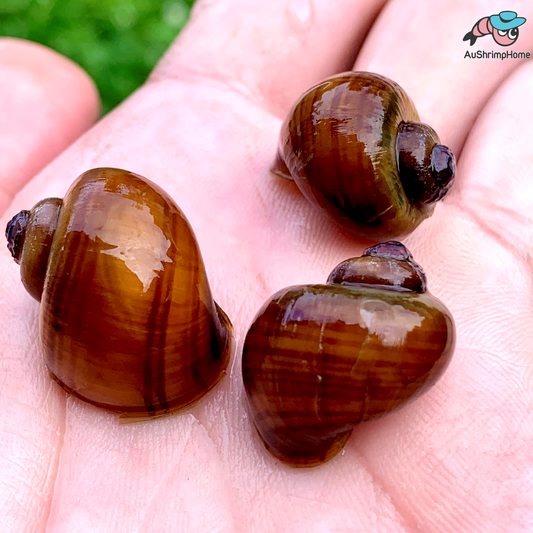 Mystery Snail | Chestnut
