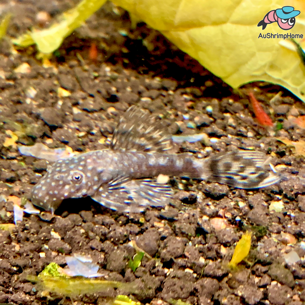 Bristlenose Catfish Common Pleco for Sale Australia AuShrimpHome Australia Shrimp Home™