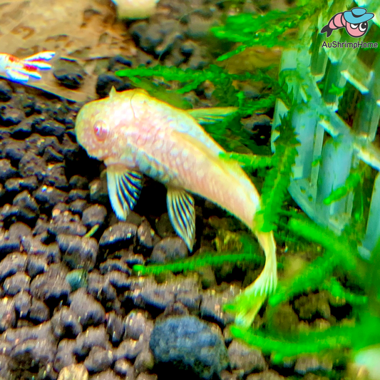 Bristlenose Catfish | Albino