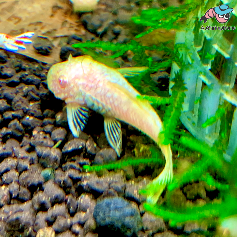 Bristlenose Catfish Common Pleco for Sale Australia AuShrimpHome