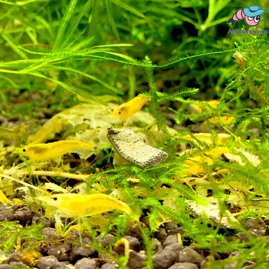 Yellow Cherry | Good Grade