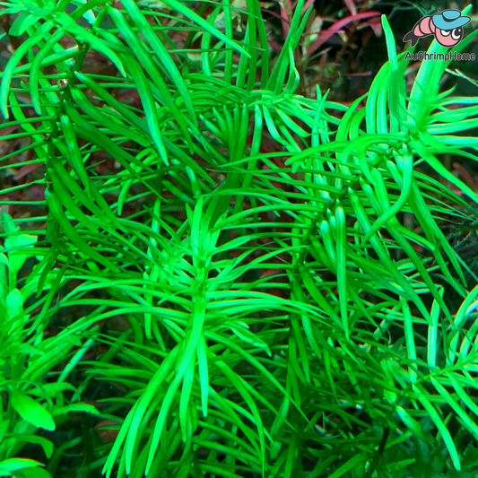 Didiplis Diandra | Water Hedge