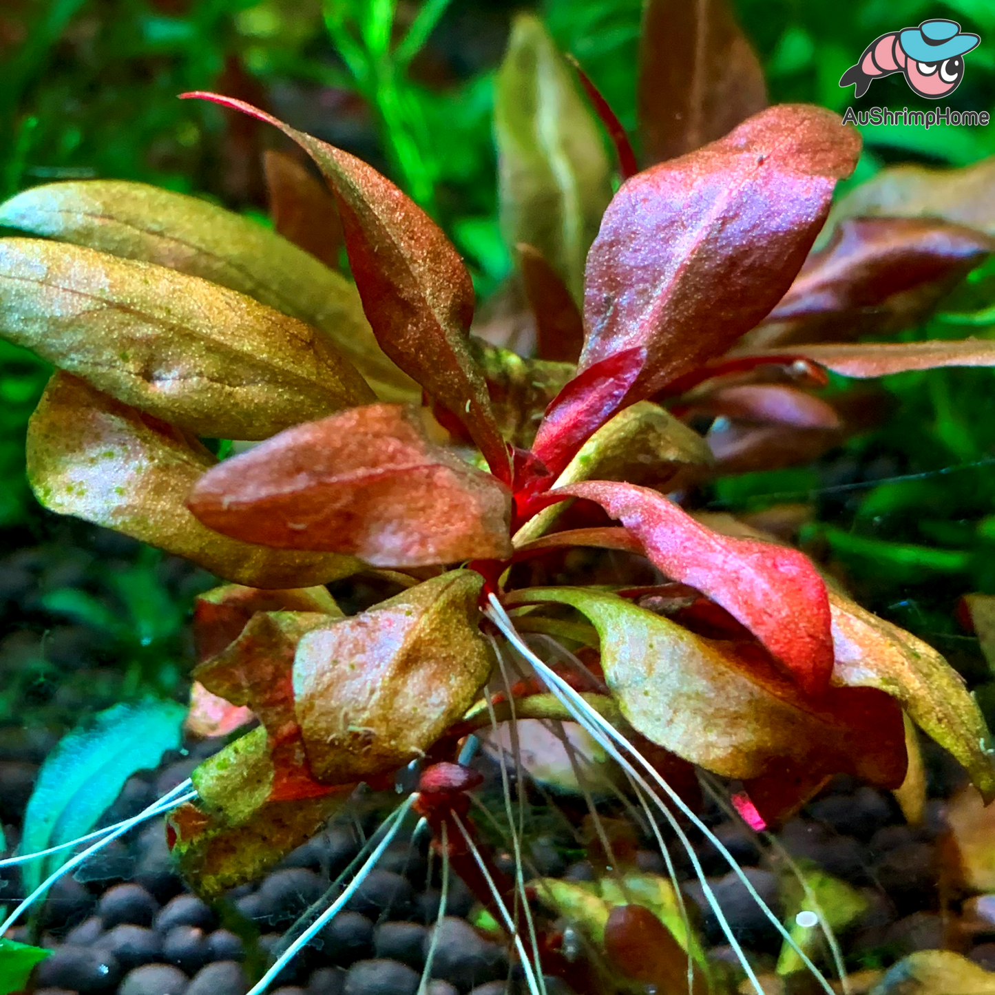 True Mini Alternanthera Reineckii | Mini AR