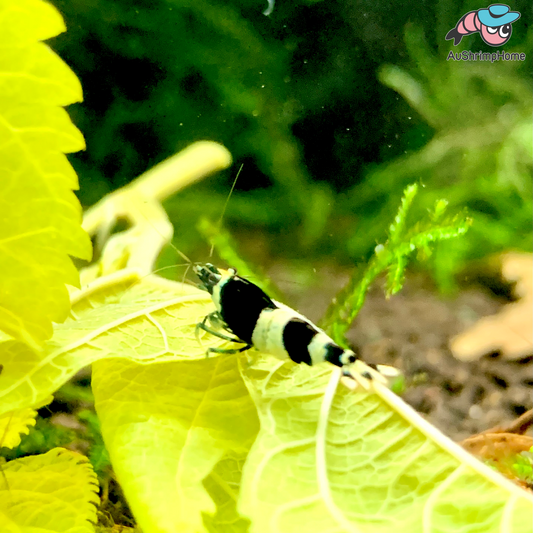 Black Panda | Flash Sale!!!!