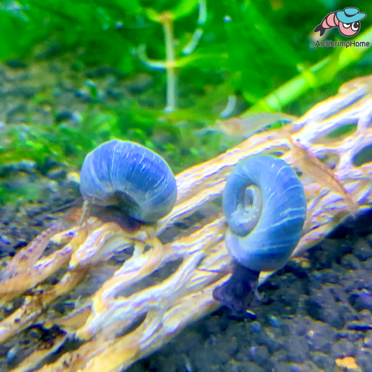 Blue Ramshorn Snail | Algae-eating Snail