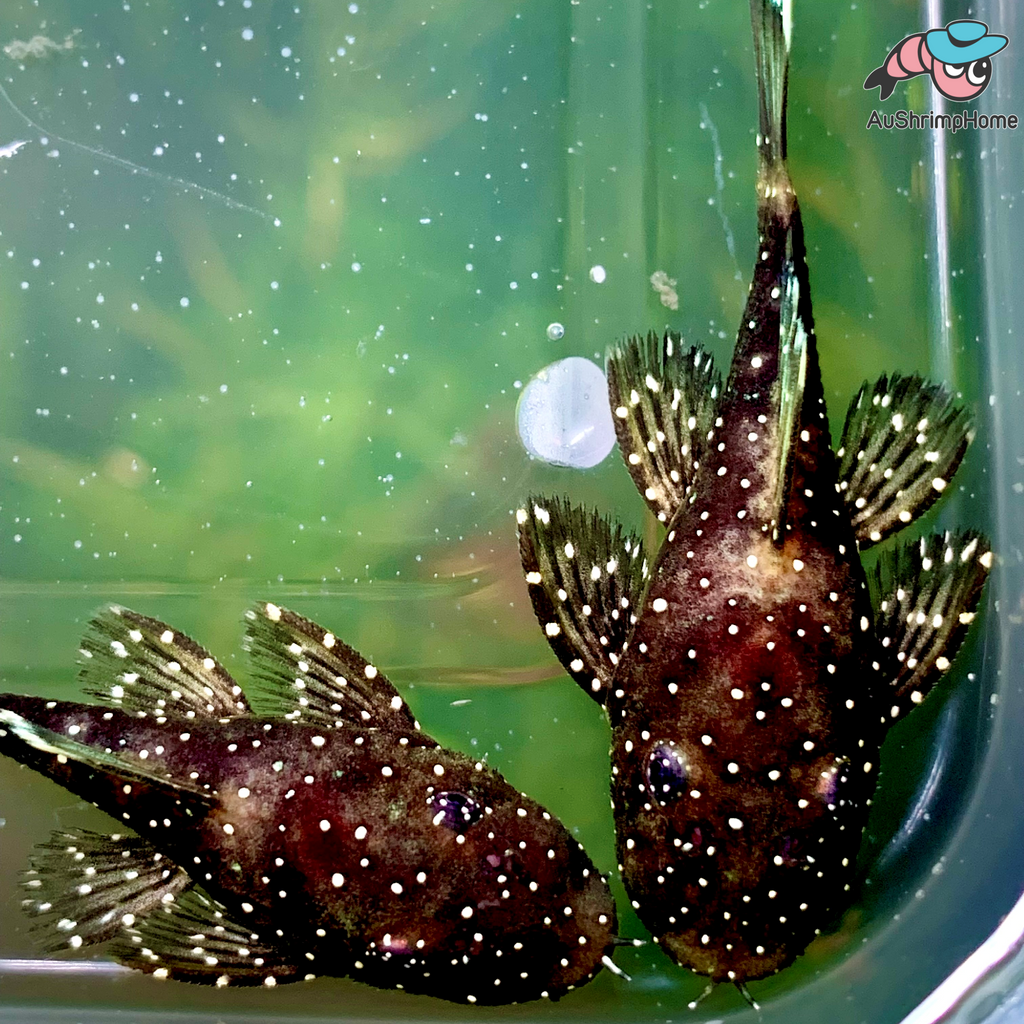 Peppermint Bristlenose Catfish Aquarium Fishfor Sale Australia