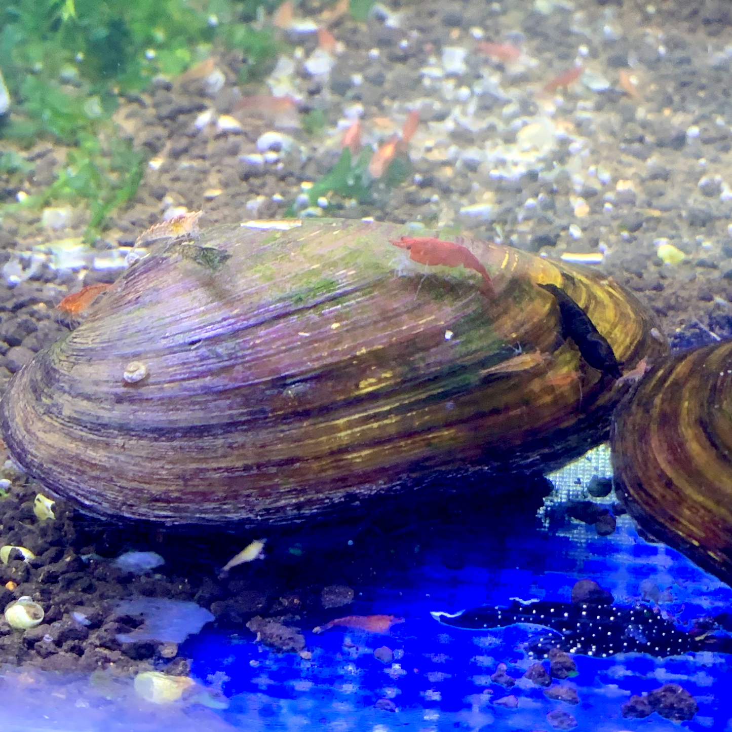 Freshwater Mussels | Live Filteration