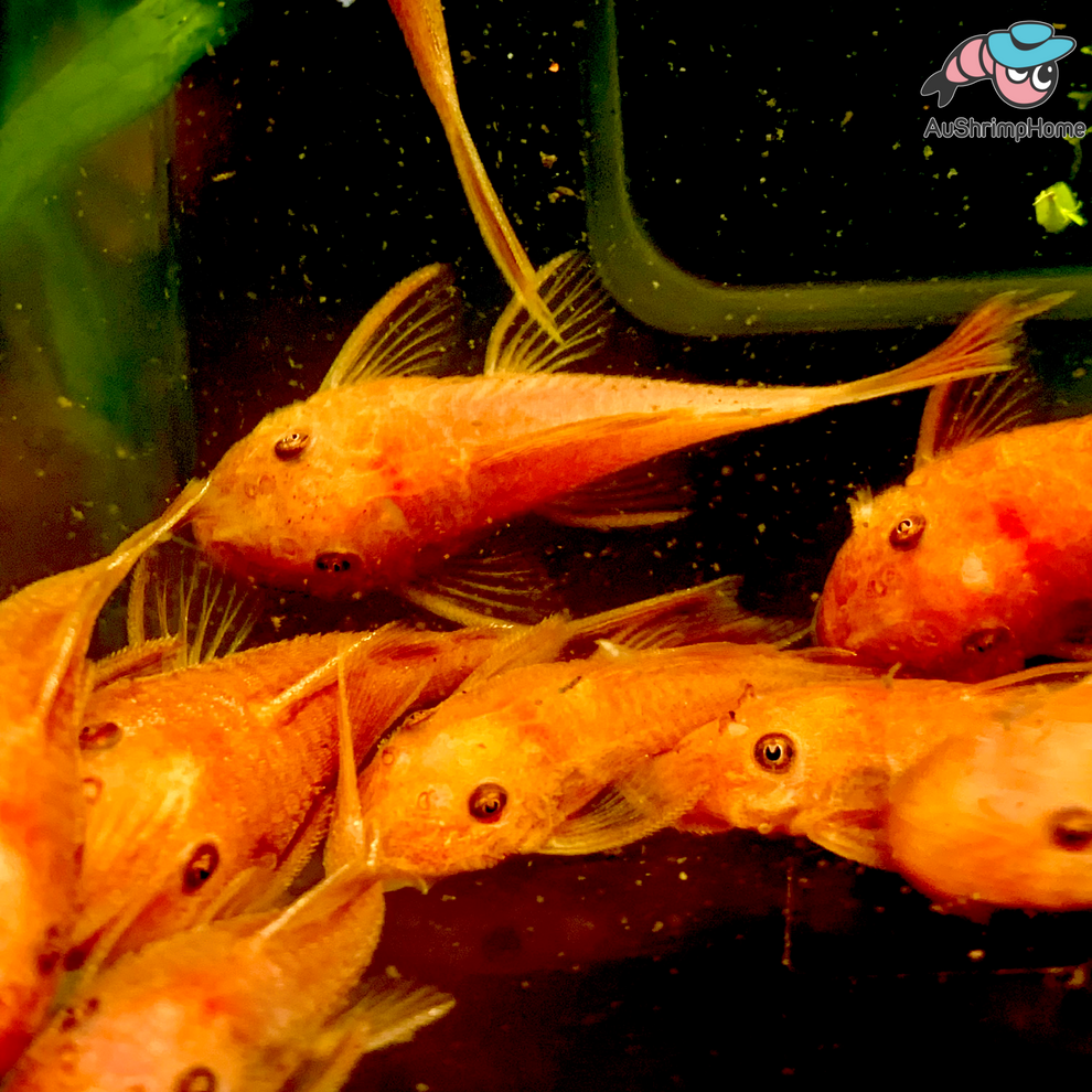 Super Red Bristlenose Catfish Aquarium Fish Shrimp For Sale Australia