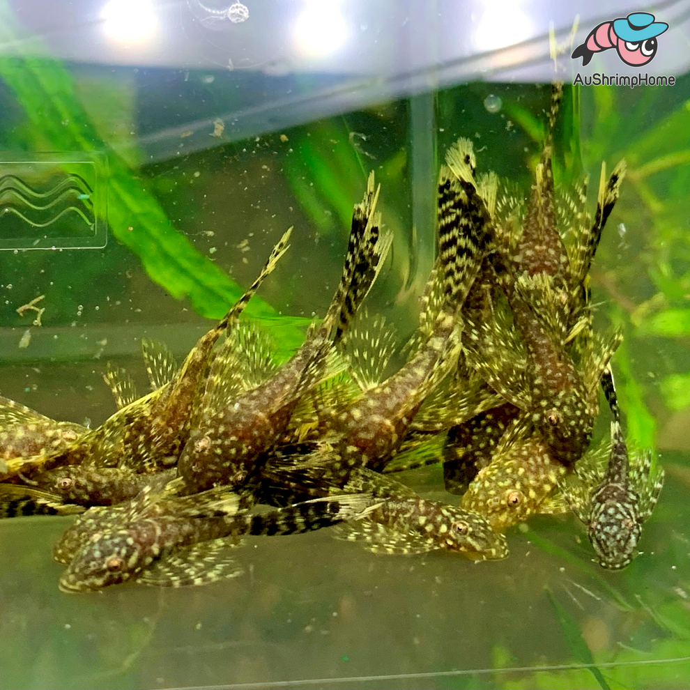 Bristlenose Catfish Longfin Peppermint Super Red Pleco for Sale