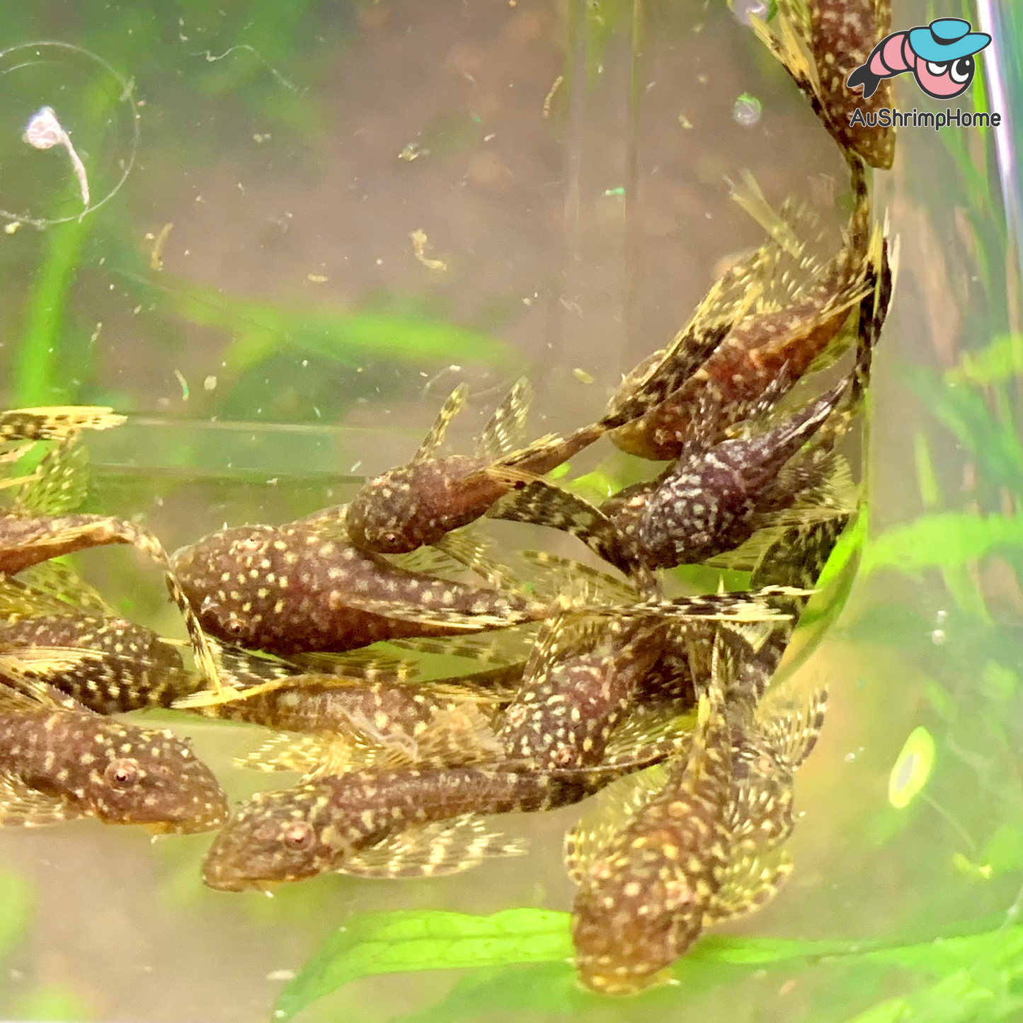 Bristlenose Catfish | Longfin