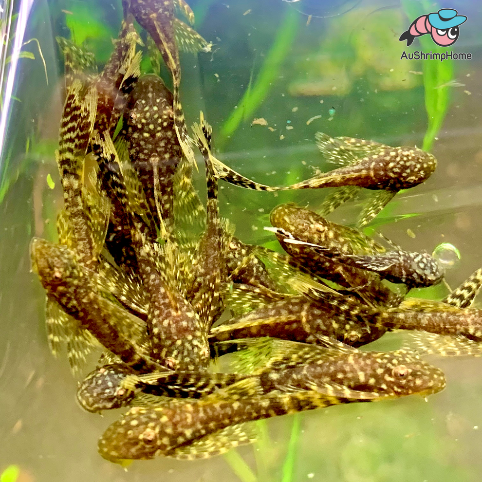 Bristlenose Catfish Longfin Peppermint Super Red Pleco for Sale