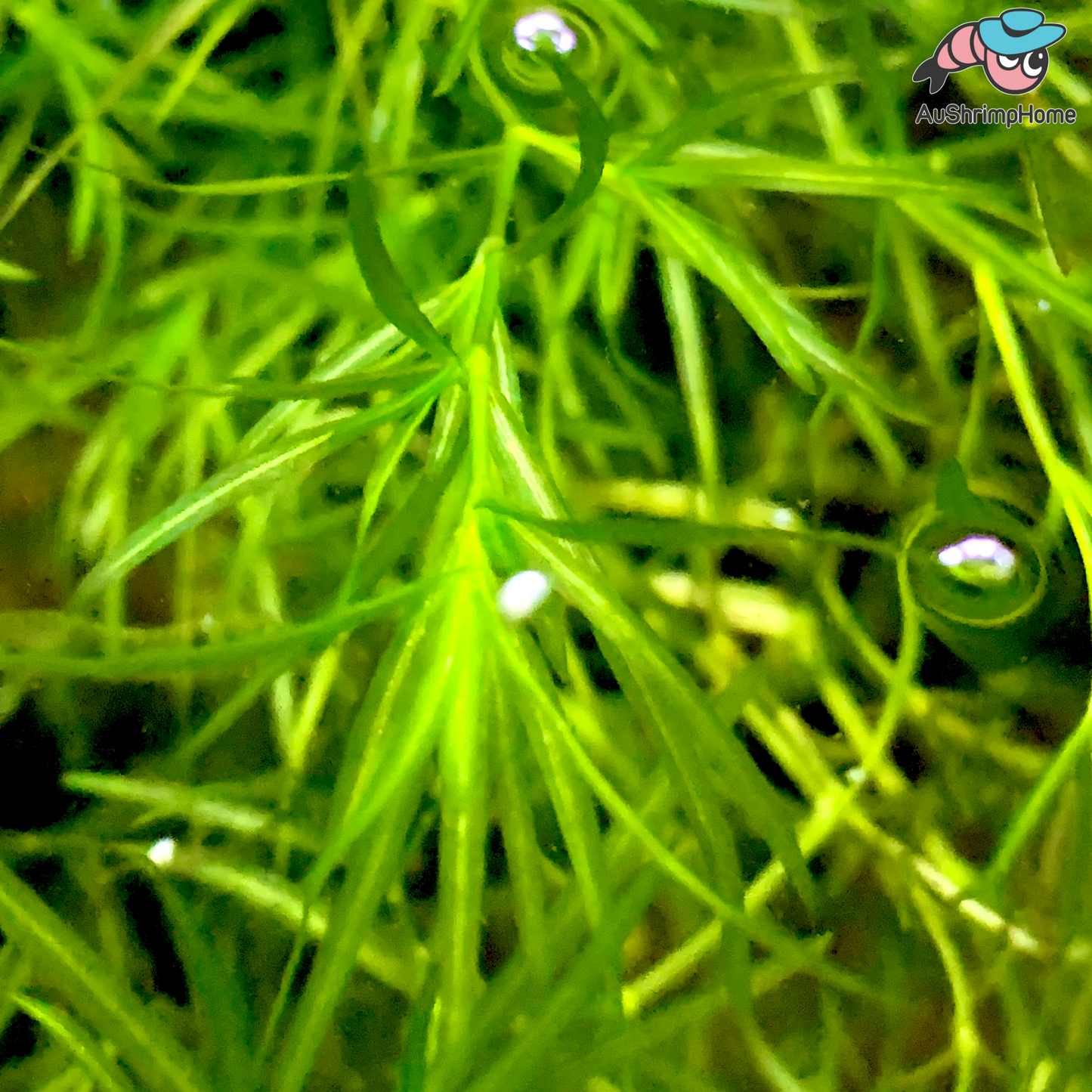 Guppy Grass | Najas guadalupensis