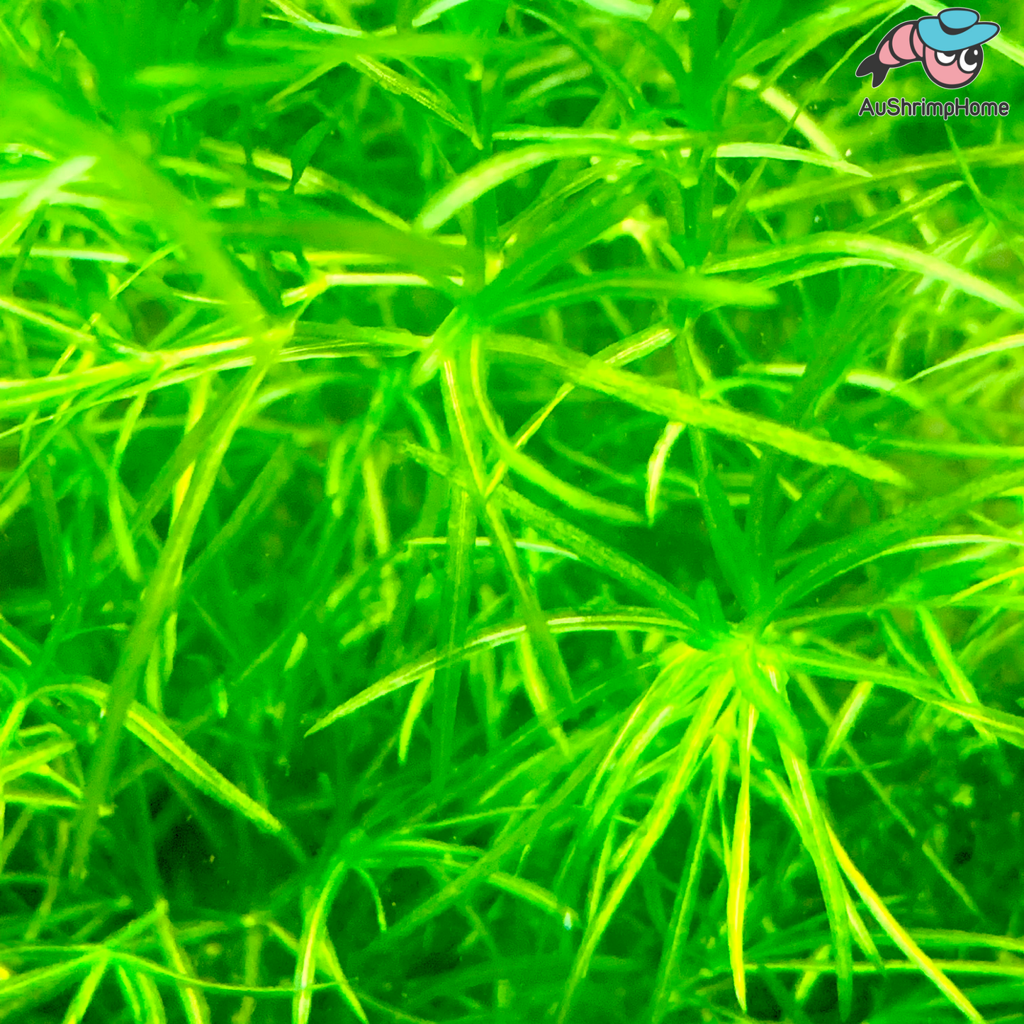 Guppy Grass | Najas guadalupensis