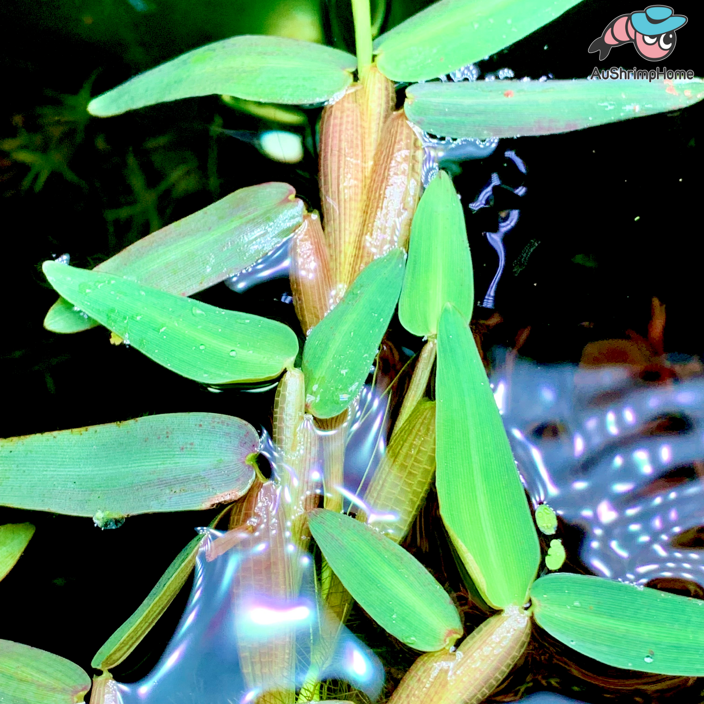 Hygroryza aristata | Floating Plant