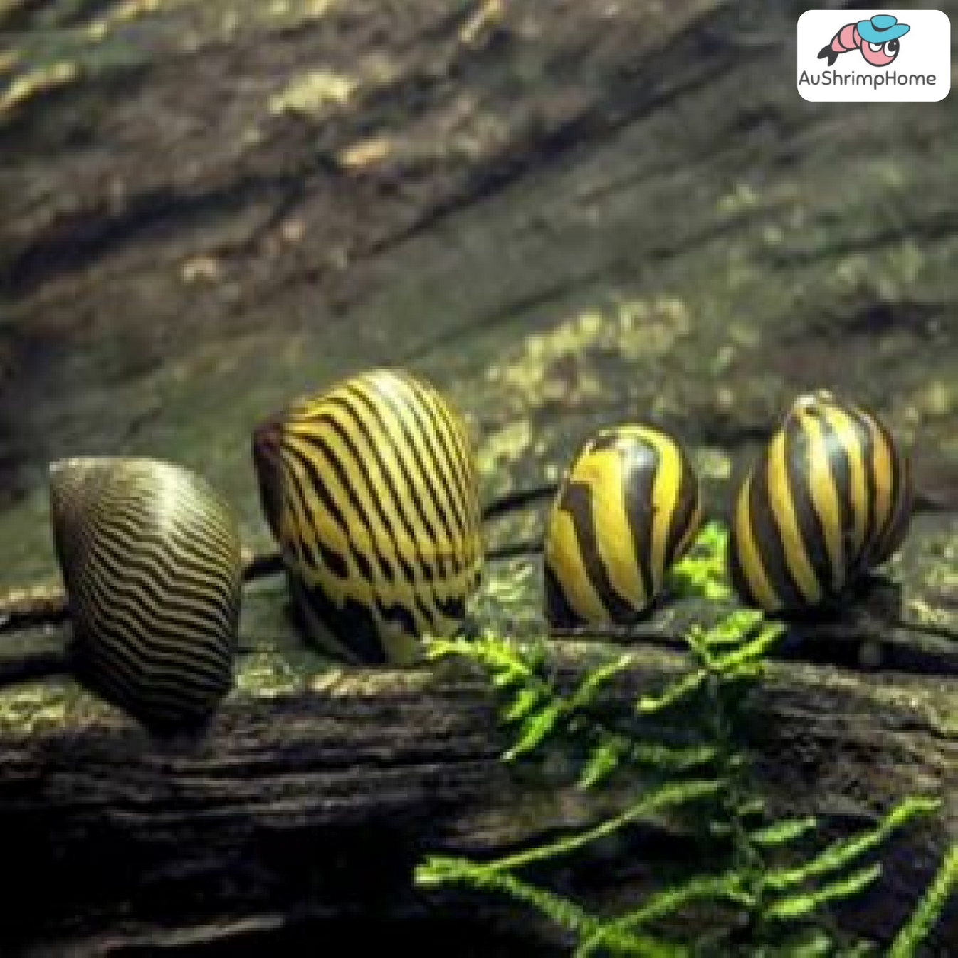 Nerite Snail Best Algae Eating Snail for Aquarium Tank AushrimpHome