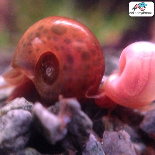 Spotted Ramshorn Snail | Algae-eating Snail