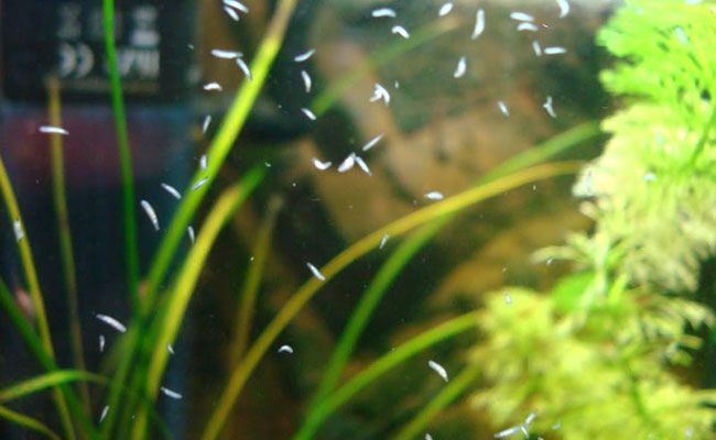 SL-Aqua  Z1 Planaria/Hydra Killer