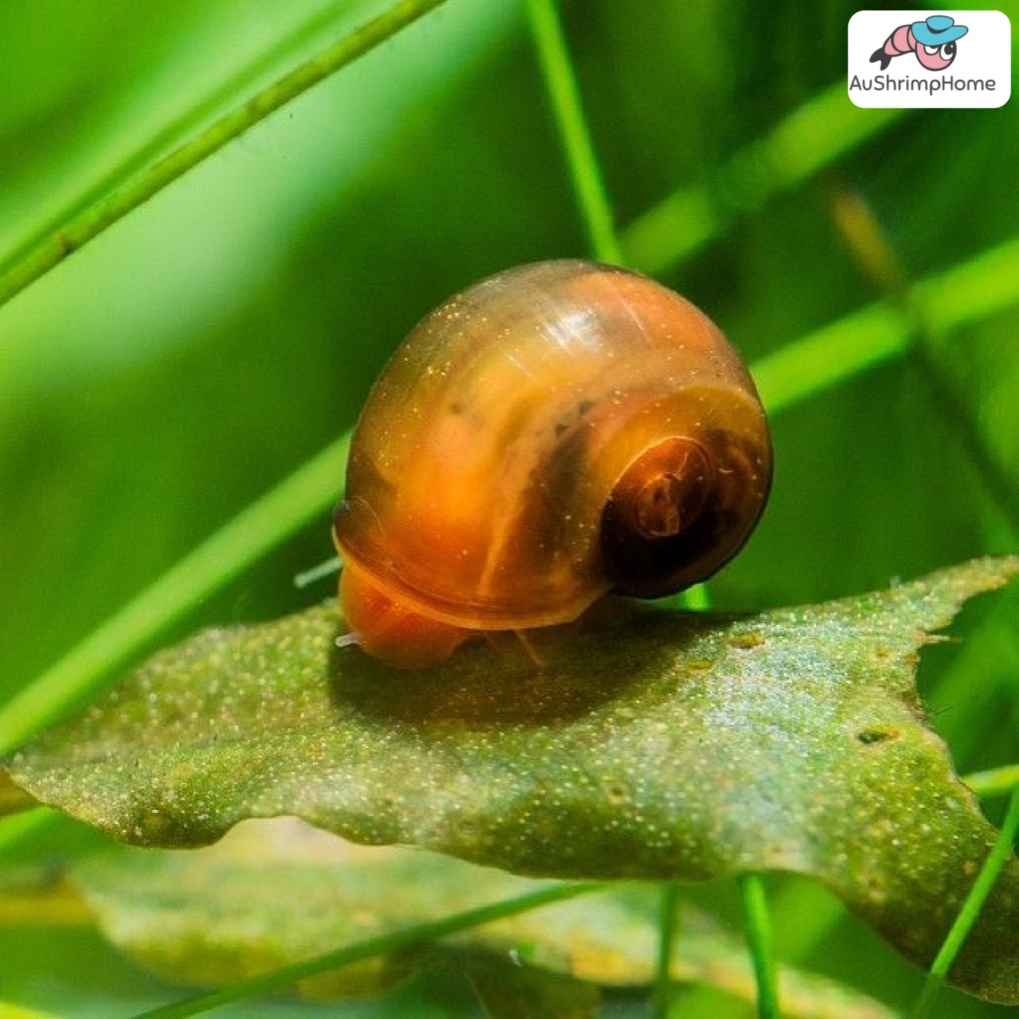 Red Cherry Ramshorn Snail | Algae-eating Snail