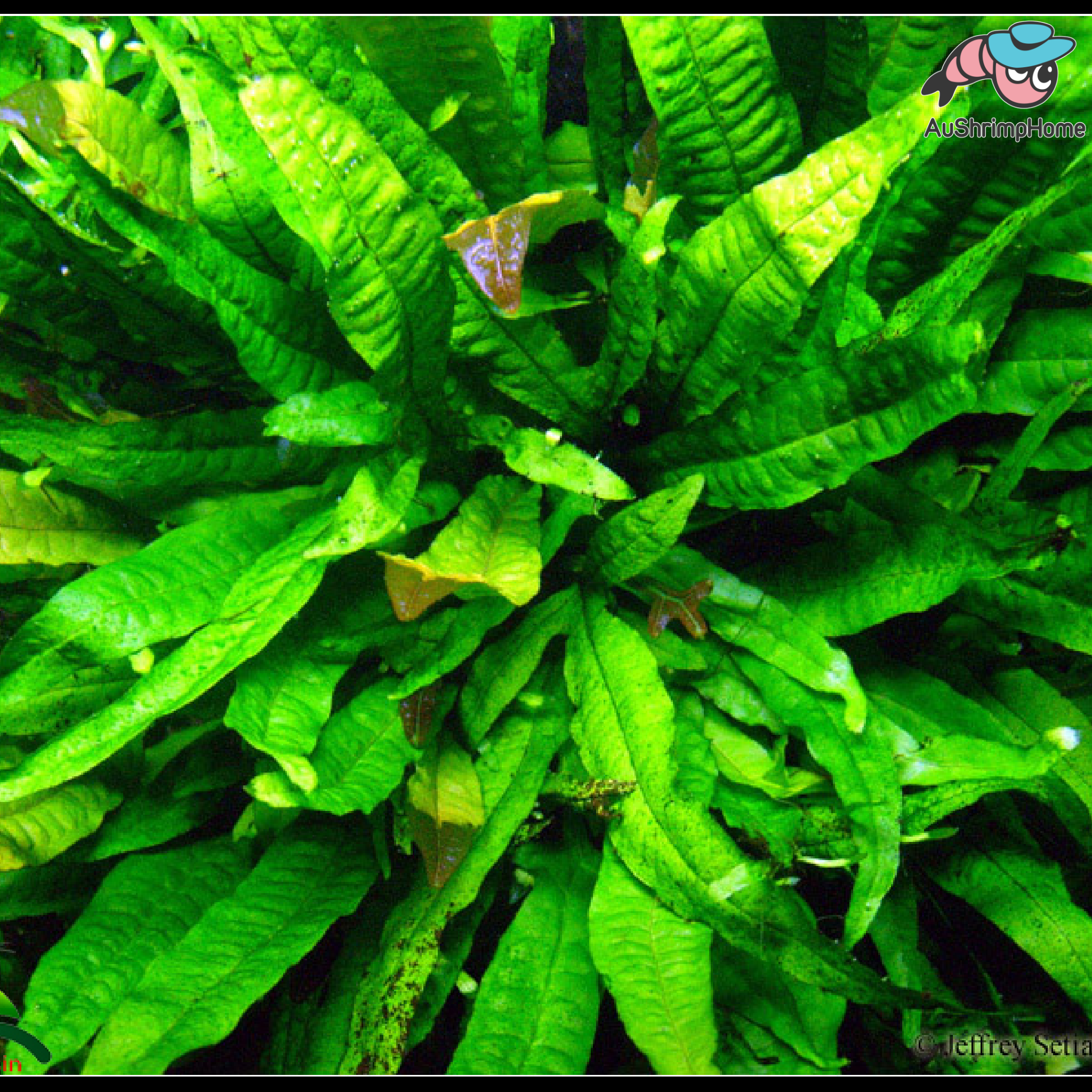 Java Fern | Aquarium Fern and Aquatic Plant Australia for Sale ...