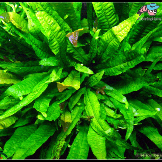 Mini Java Fern Indo | Small Leave