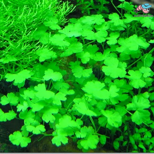 Hydrocotyle Tripartita Japan