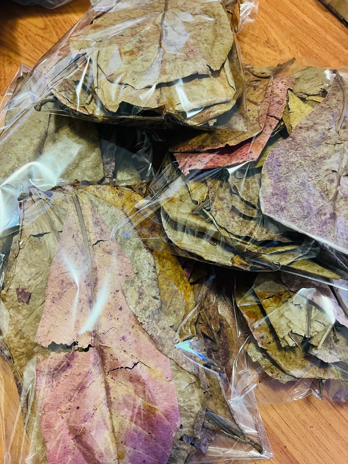 Indian Almond Leaves | Pack of 20+ Mix size Leaves