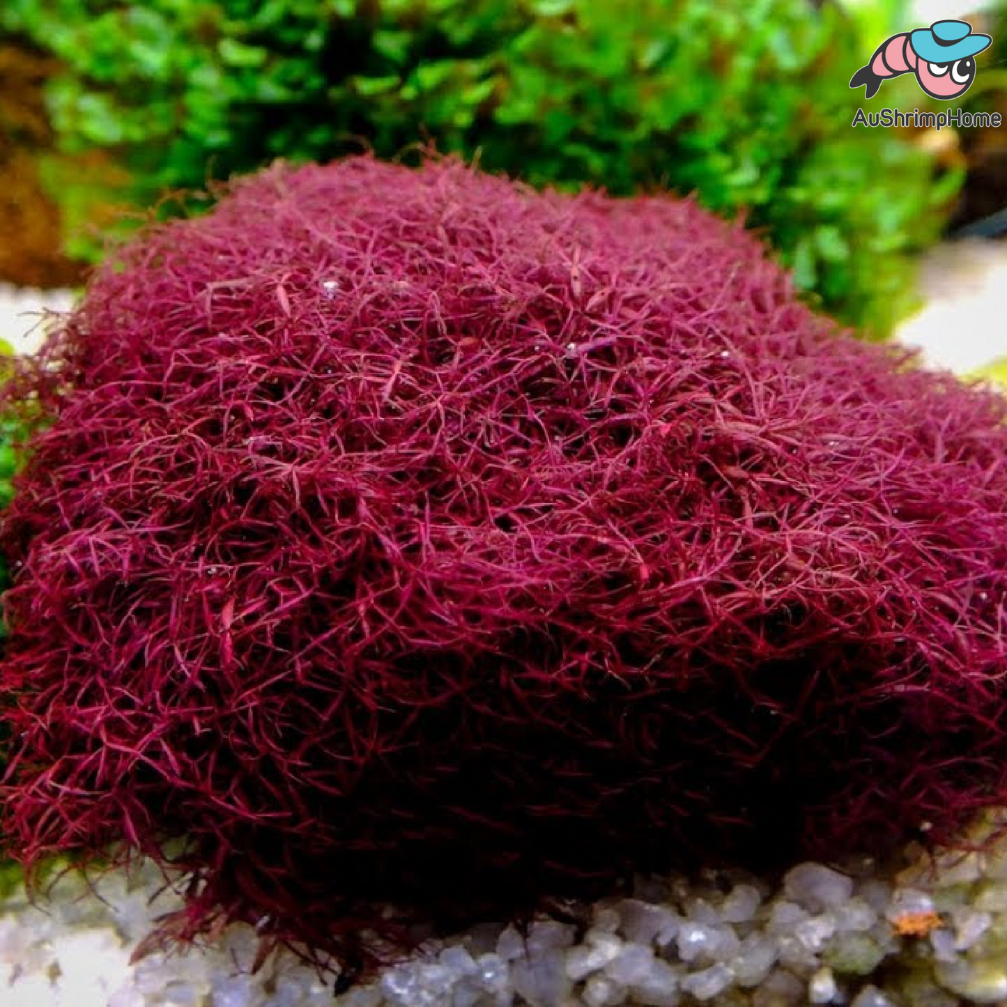 Red Moss | Caloglossa CF. beccarii | Super Rare