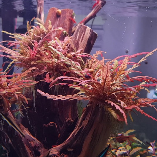 Hygrophila Pinnatifida