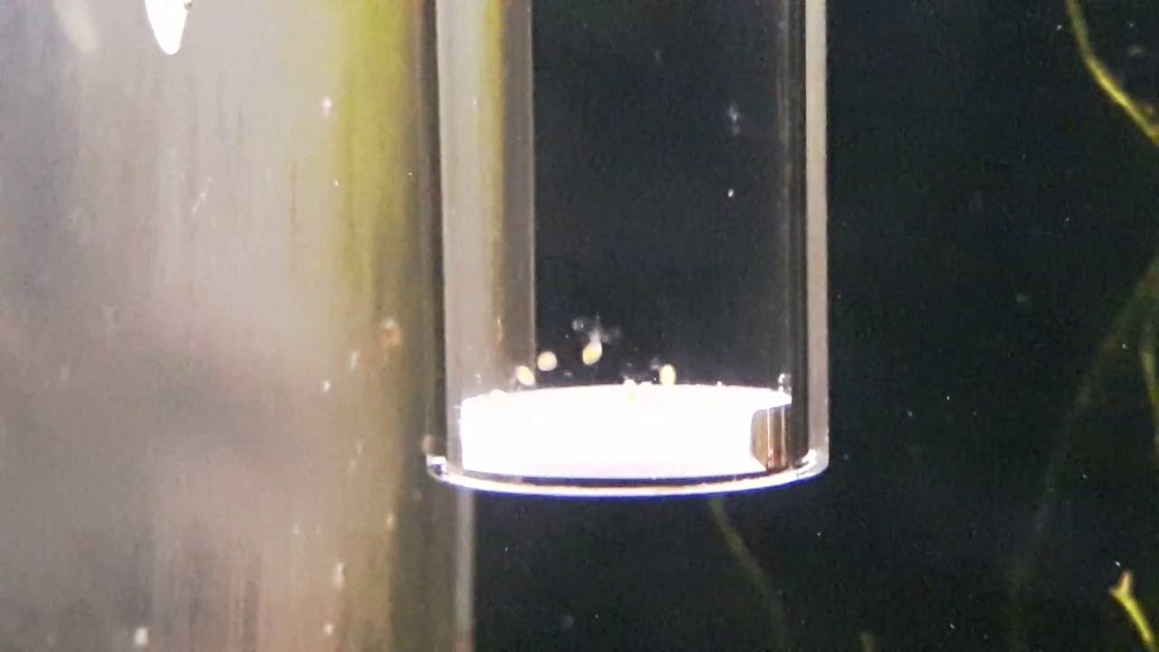 Shrimp Eggs Tumbler/Incubator