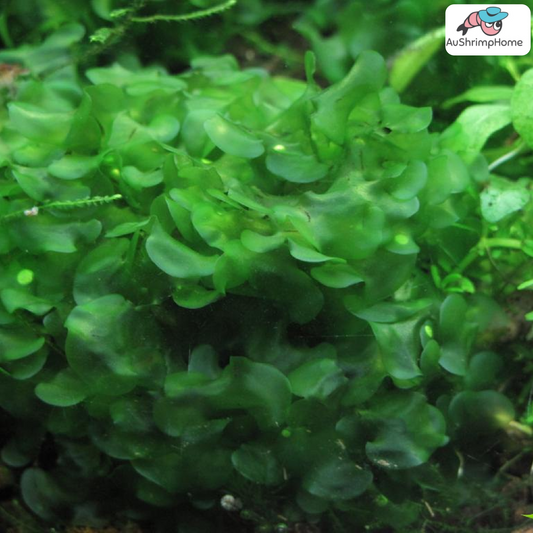 Subwassertang | Round Pellia Moss