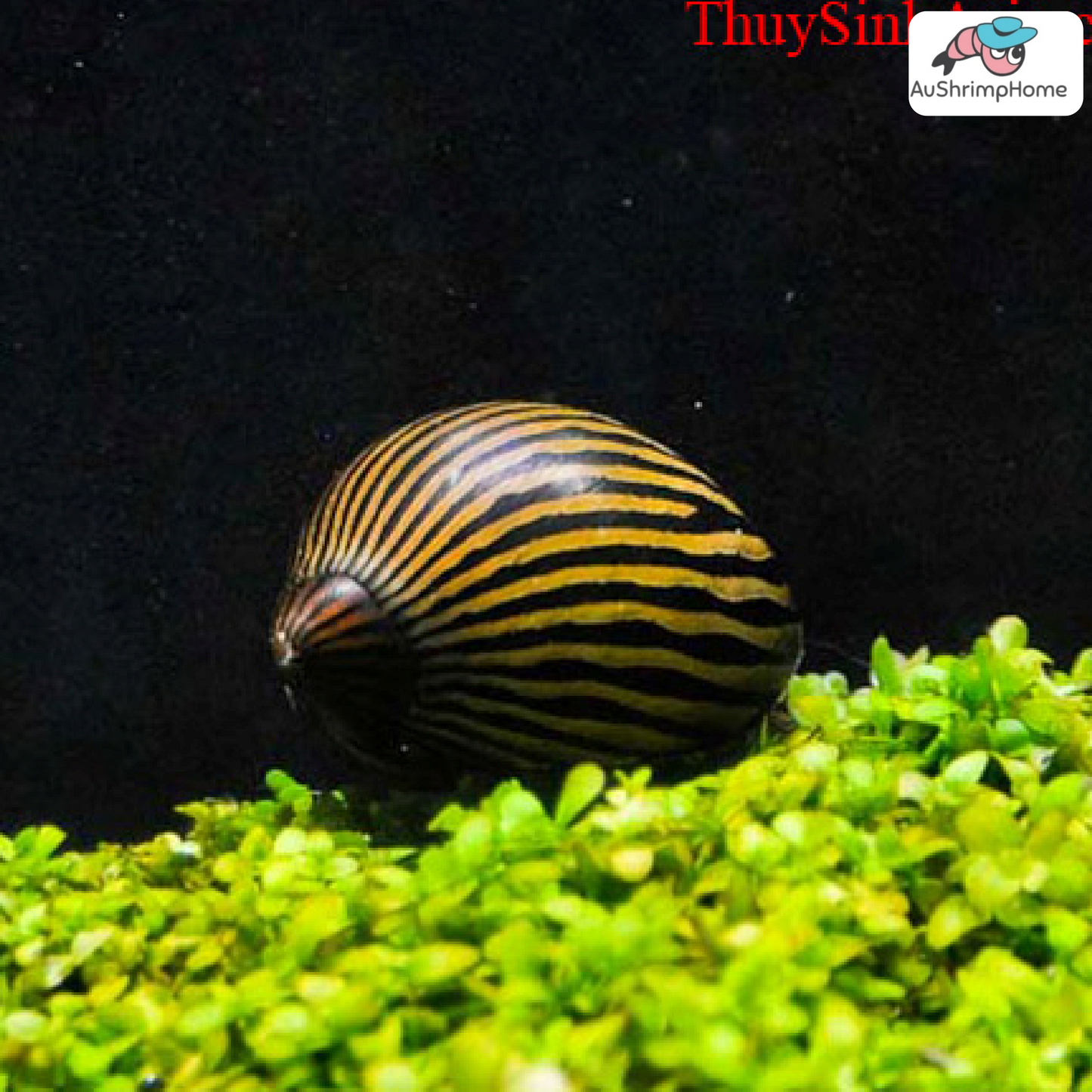 Nerite Snail | Best Algae Eating Snail